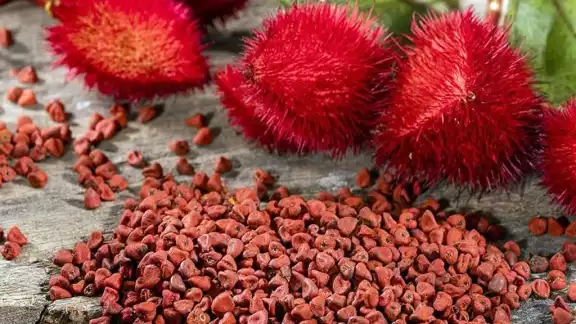 Semillas de Tradición: Así se Cultiva y Cocina el Achiote en Campeche Semillas de Tradición: Así se Cultiva y Cocina el Achiote en Campeche