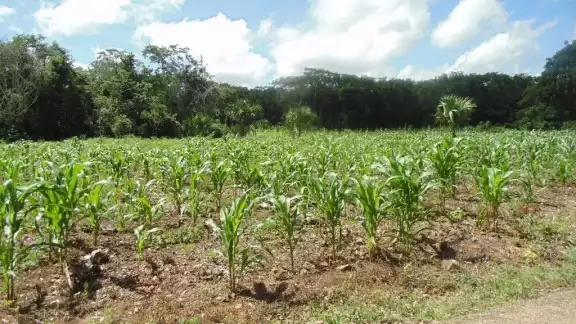 Aseguran que hay varias zonas planas que con sistema de riego serían muy buenas para la producción de granos básicos Aseguran que hay varias zonas planas que con sistema de riego serían muy buenas para la producción de granos básicos