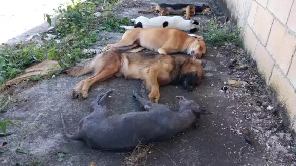 Se sospecha que los lomitos fueron envenenados con comida Se sospecha que los lomitos fueron envenenados con comida