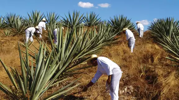 En el siglo XIX el henequén generó una derrama económica en el estado En el siglo XIX el henequén generó una derrama económica en el estado