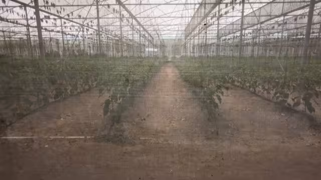 En el 2004, el Gobierno entregó un fondo de 60 mil pesos para que trabajaran chile y jitomate