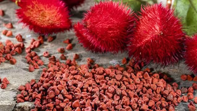 Semillas de Tradición: Así se Cultiva y Cocina el Achiote en Campeche