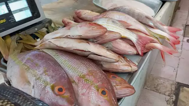 Gestionan un proyecto internacional para proteger a la especie clave en la pesquería en Yucatán