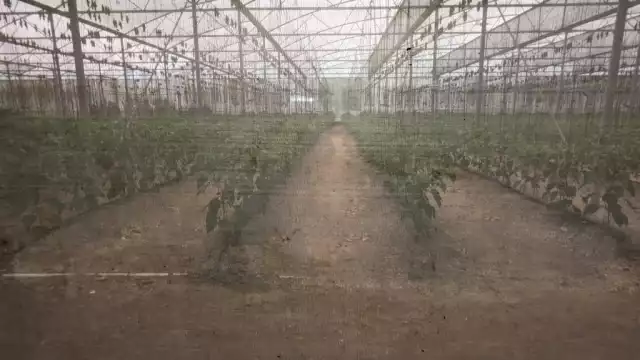 En el 2004, el Gobierno entregó un fondo de 60 mil pesos para que trabajaran chile y jitomate