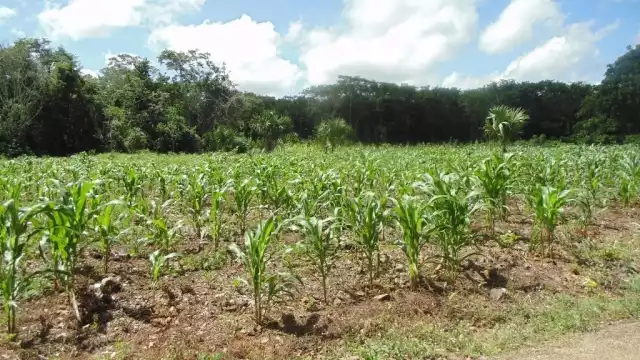 Aseguran que hay varias zonas planas que con sistema de riego serían muy buenas para la producción de granos básicos
