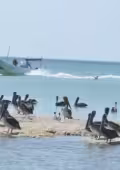 Crean fondo permanente para proteger ecosistemas estratégicos de Yucatán