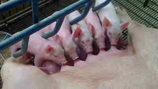 Tras años de expansión sin vigilancia, impondrán reglas claras a la industria porcícola en Yucatán