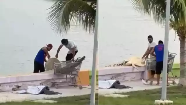 Se trata de una tortuga lora, especie en peligro de extinción protegida por la ley.