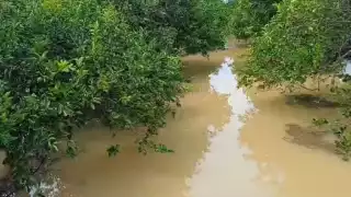 Al menos 15 mil metros cuadrados de limón y mil de jícama quedaron sumergidos; agricultores esperan que ya no llueva.