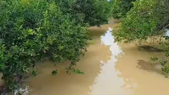 Al menos 15 mil metros cuadrados de limón y mil de jícama quedaron sumergidos; agricultores esperan que ya no llueva. Al menos 15 mil metros cuadrados de limón y mil de jícama quedaron sumergidos; agricultores esperan que ya no llueva.