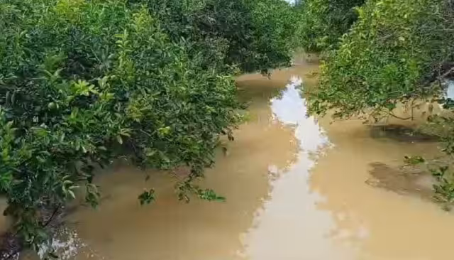 Al menos 15 mil metros cuadrados de limón y mil de jícama quedaron sumergidos; agricultores esperan que ya no llueva.