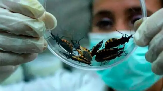 Avanza el mal de Chagas en Quintana Roo