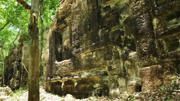 Un equipo liderado por el arqueólogo Ivan Šprajc constató un área altamente modificada por los antiguos mayas en Calakmul Un equipo liderado por el arqueólogo Ivan Šprajc constató un área altamente modificada por los antiguos mayas en Calakmul