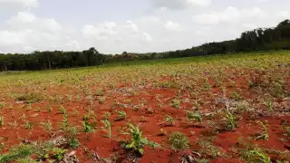 Falta de sistemas de riego afecta campos de cultivo en José María Morelos