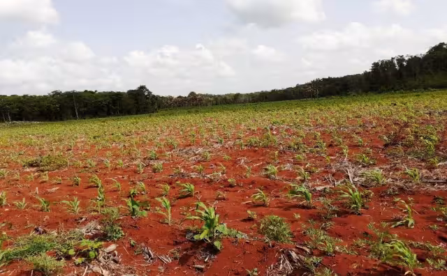 La sequía que se vive en San Diego genera que no prosperen las siembras