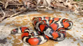 Las serpientes coralillo son algunas de las más venenosas de Yucatán