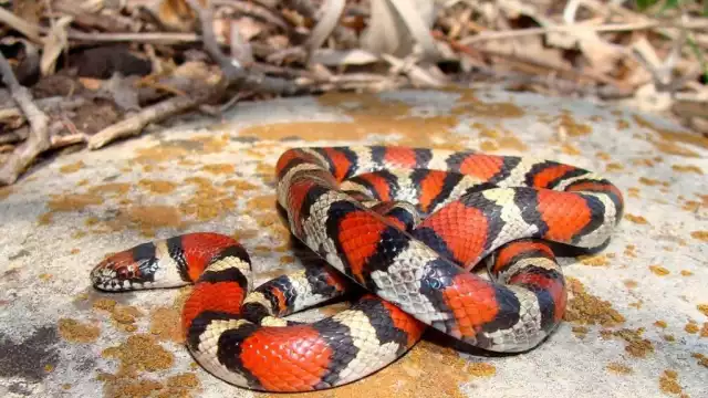 Las serpientes coralillo son algunas de las más venenosas de Yucatán