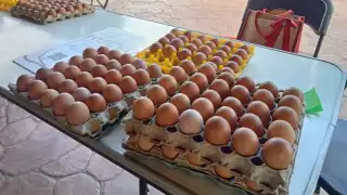 Aseguran que la cría de gallinas ponedoras se realiza de manera natural, evitan químicos