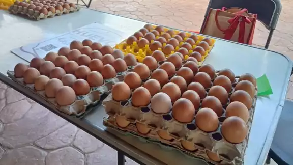 Aseguran que la cría de gallinas ponedoras se realiza de manera natural, evitan químicos Aseguran que la cría de gallinas ponedoras se realiza de manera natural, evitan químicos