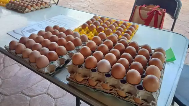 Aseguran que la cría de gallinas ponedoras se realiza de manera natural, evitan químicos
