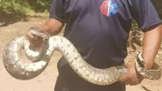 Leobardo Sánchez May (recuadro), productor y conocedor, aseguró que actualmente es poco común encontrar víboras en la zona.