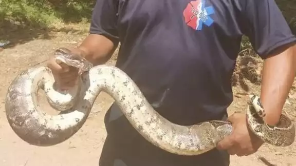 Leobardo Sánchez May (recuadro), productor y conocedor, aseguró que actualmente es poco común encontrar víboras en la zona. Leobardo Sánchez May (recuadro), productor y conocedor, aseguró que actualmente es poco común encontrar víboras en la zona.