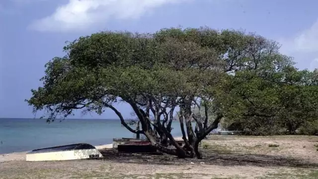 El Manzanillo de Playa puede llegar a medir hasta 20 metros de altura y por su peso, puede desplomarse