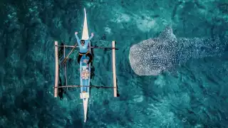 Conservación del tiburón ballena en Isla Mujeres, sin prioridad para las autoridades