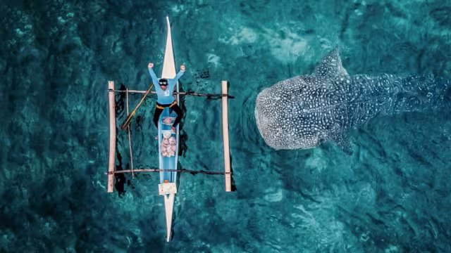 La propuesta de señalizar la zona de agregación de esta especie en el Caribe Mexicano no ha prosperado