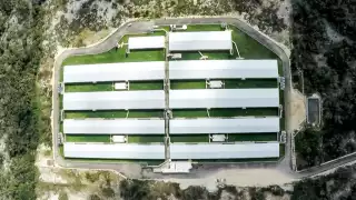 En Yucatán se tiene un registro de 410 criaderos de cerdos asentados