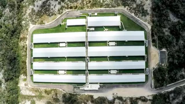 En Yucatán se tiene un registro de 410 criaderos de cerdos asentados