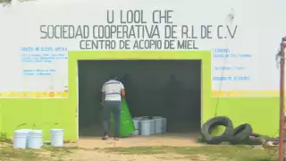 Cooperativa busca apoyar a apicultores en José María Morelos