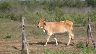 Sequía anticipada golpea a ganaderos de Hopelchén, temen pérdidas y falta de apoyos