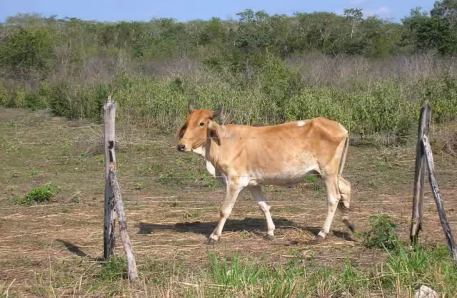 Sequía anticipada afecta al sector ganadero en Hopelchén.