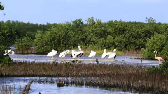 La parvada arribó al Área Natural Protegida Laguna Colombia La parvada arribó al Área Natural Protegida Laguna Colombia