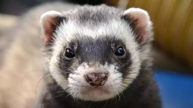 El “viejo de monte” es un mamífero en peligro de extinción que muy pocas veces se deja observar