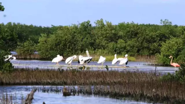 La parvada arribó al Área Natural Protegida Laguna Colombia