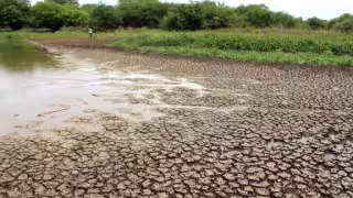 Sequía pone en riesgo cultivos y ganado en la zona limítrofe entre Quintana Roo y Campeche