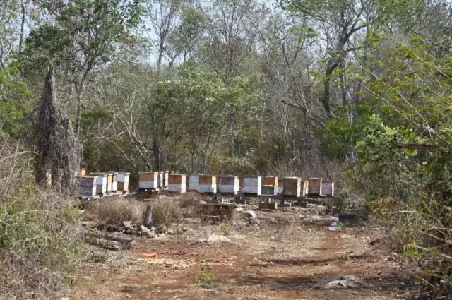 Apicultores campechanos enfrentan rezago por frentes fríos en colmenas