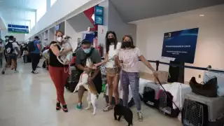 Los perritos fueron rescatados de las calles de Cancún y la Riviera Maya, y ahora viajarán a conocer a sus nuevos dueños
