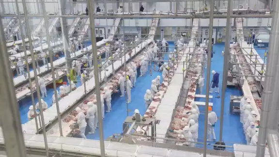 La investigadora Burkholder explicó que los cerdos de las granjas porcícolas reciben demasiados nutrientes en su alimentación La investigadora Burkholder explicó que los cerdos de las granjas porcícolas reciben demasiados nutrientes en su alimentación