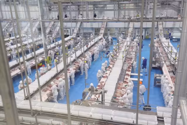 La investigadora Burkholder explicó que los cerdos de las granjas porcícolas reciben demasiados nutrientes en su alimentación