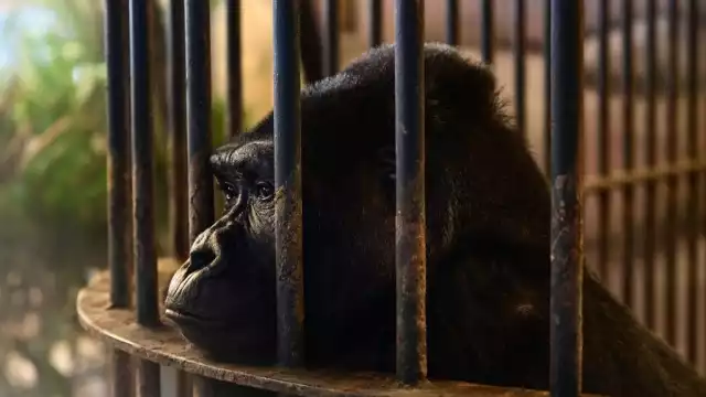 Bua Noi vive en una jaula de 10 por 20 metros