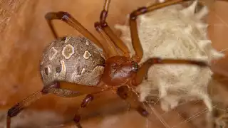 Vecino de Seyé encuentra una araña venenosa dentro de su vivienda