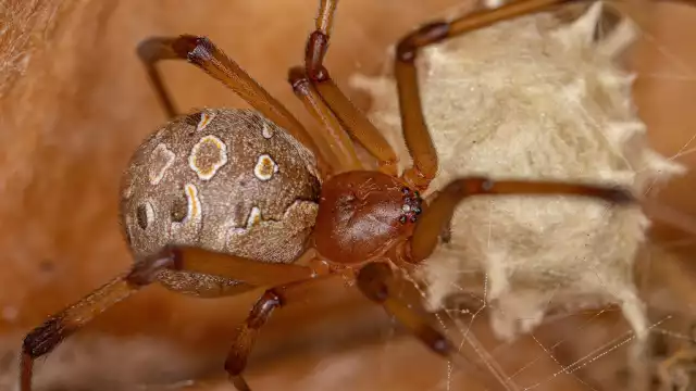 Afirman que su picadura trae consecuencias necrótica en los tejidos del área de la mordedura