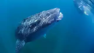 No hay que olvidar que el tiburón ballena es una especie amenazada por lo que hay que cuidarla