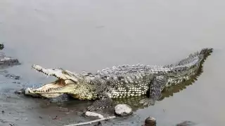 Cocodrilo 'se pasea' bajo la lluvia en la Supermanzana 45 de Cancún