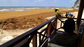 Sargazo pone en estado 'crítico' a Playa del Carmen