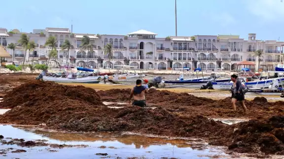 En la Riviera Maya hay más de 10 playas con abundante recale de sargazo este sábado 11 de junio, según la Red de Monitoreo de la macroalga En la Riviera Maya hay más de 10 playas con abundante recale de sargazo este sábado 11 de junio, según la Red de Monitoreo de la macroalga
