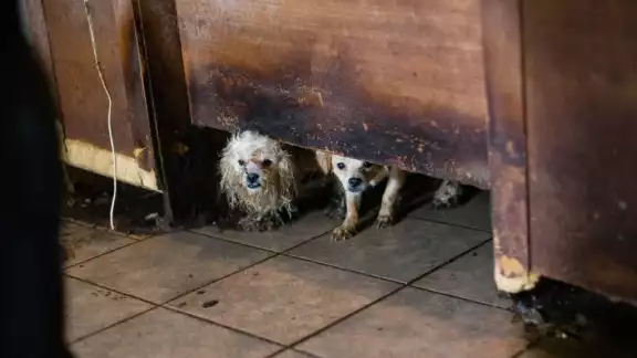 Localizan 50 cadáveres de perros en una vivienda de Ciudad Juárez Localizan 50 cadáveres de perros en una vivienda de Ciudad Juárez